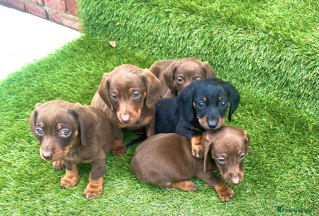 Miniature Dachshund dogs for sale: Miniature daschunds - Image 3