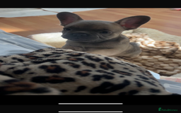 French Bulldog dogs for sale: French bulldog pups  - Image 2