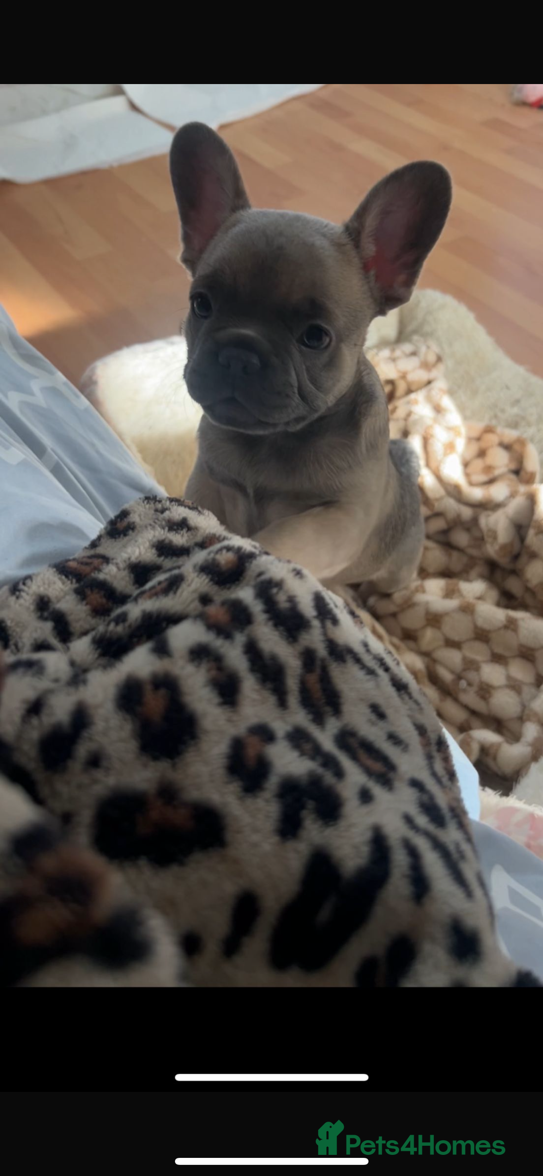 French Bulldog dogs for sale: French bulldog pups  - Image 2