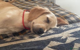 Golden Retriever dogs for sale: KC Registered Golden Retriever Puppies - Image 11