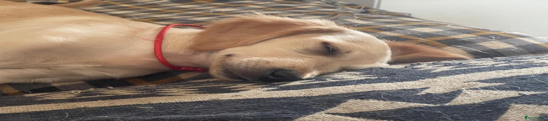 Golden Retriever Puppy 3