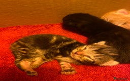 Mixed Breed cats for sale: Kittens - Image 3