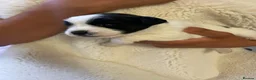 Jack Russell dogs for sale: 3 boy Jack russel pups - Advert 10
