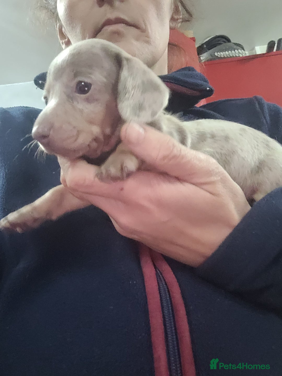 Miniature Dachshund dogs for sale: Charming Miniature dashond puppies  - Advert 6