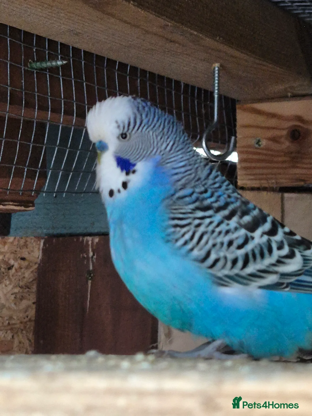 Budgerigars birds for sale: Budgie - Advert 2