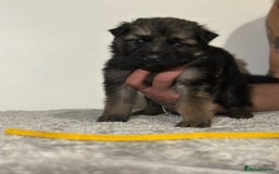 Mixed Breed dogs for sale: German shepherd pups  - Image 10
