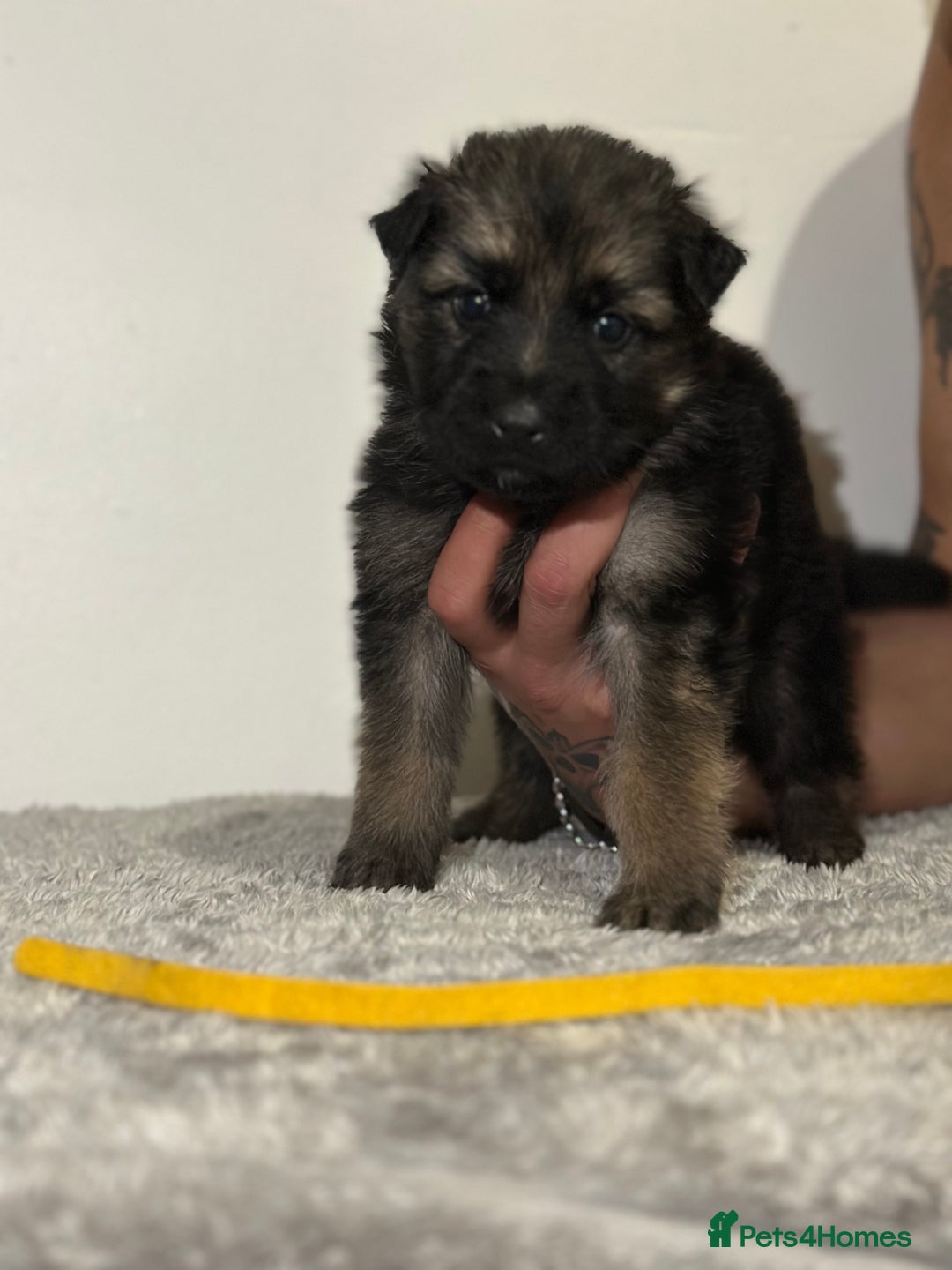 Mixed Breed dogs for sale: German shepherd pups  - Image 10