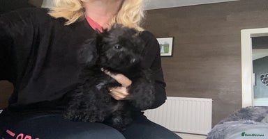 Doxiepoo dogs - Advert 2