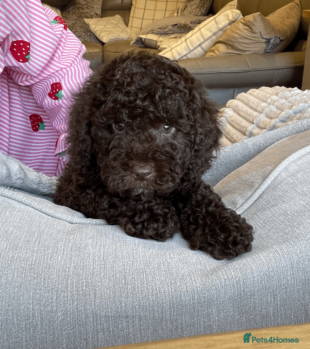 Cockapoo dogs for sale: F1b Toy Cockapoo puppy - Advert 13