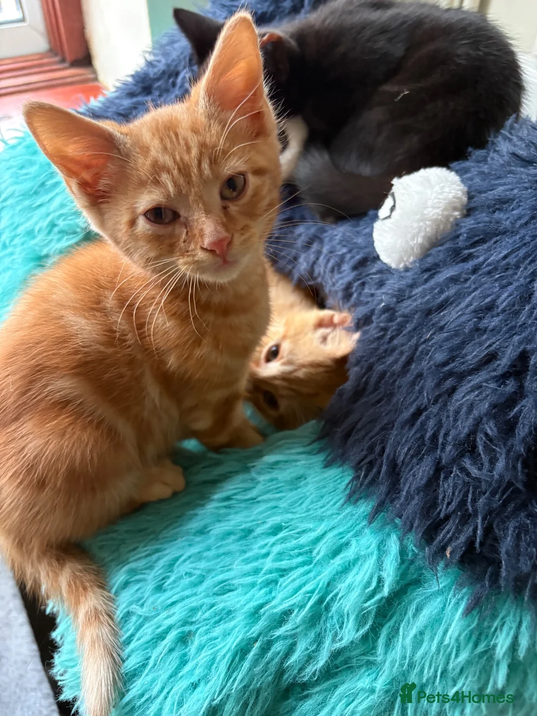Mixed Breed cats for sale: Kittens for sale - Advert 13