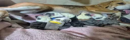 English Bulldog dogs for sale: Sad beginning to a beautiful ending - Advert 19