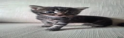 Mixed Breed cats for sale: Beautiful kittens  - Advert 4