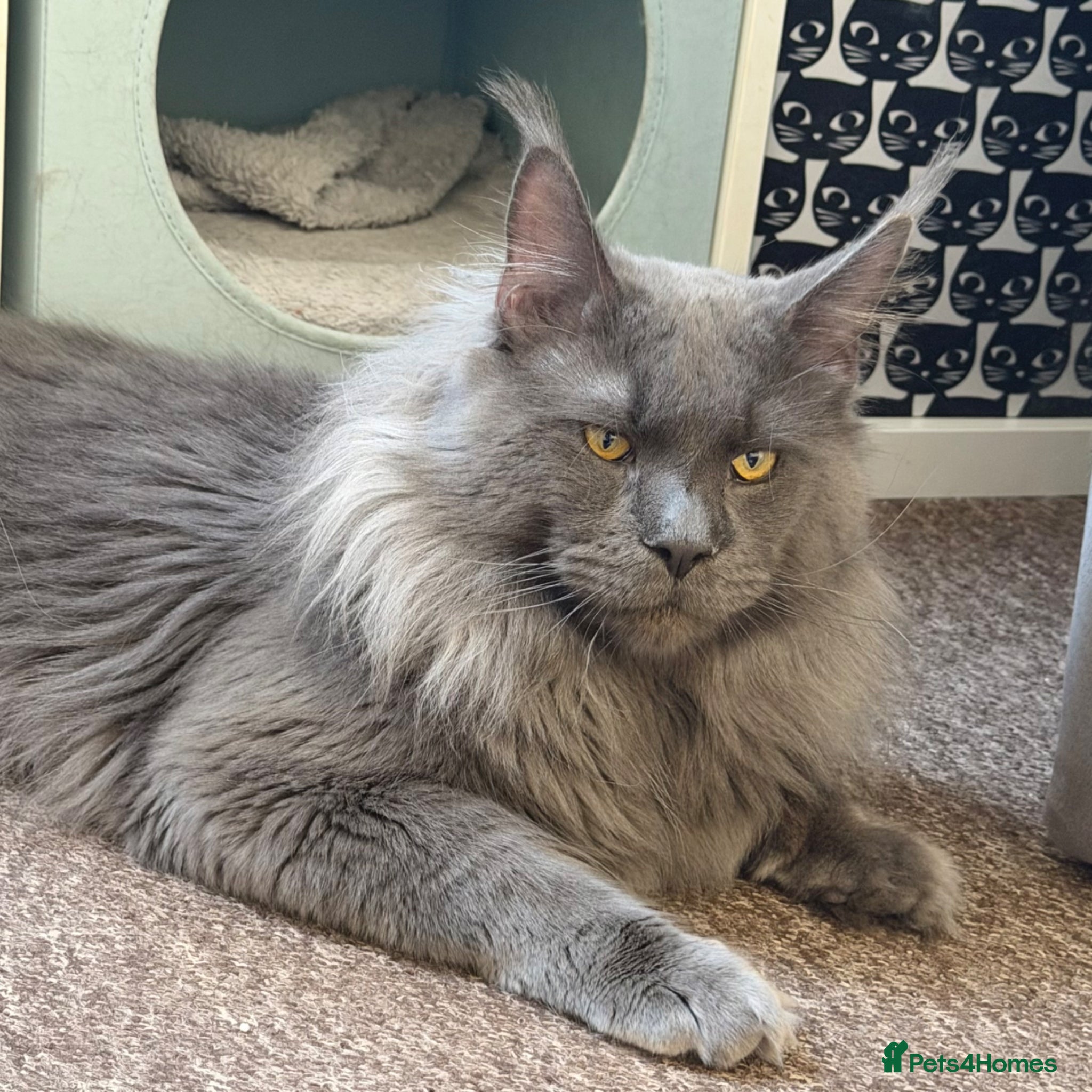 Maine Coon cats for stud: Champion Lines - Proven, Gentle - Blue Smoke - Advert 3