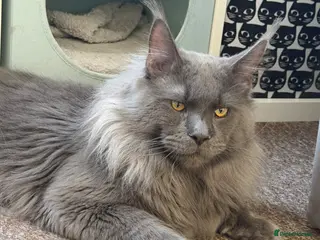 Maine Coon cats Friendly, Gentle, Affectionate & Fluffy Blue Smoke - Advert 6