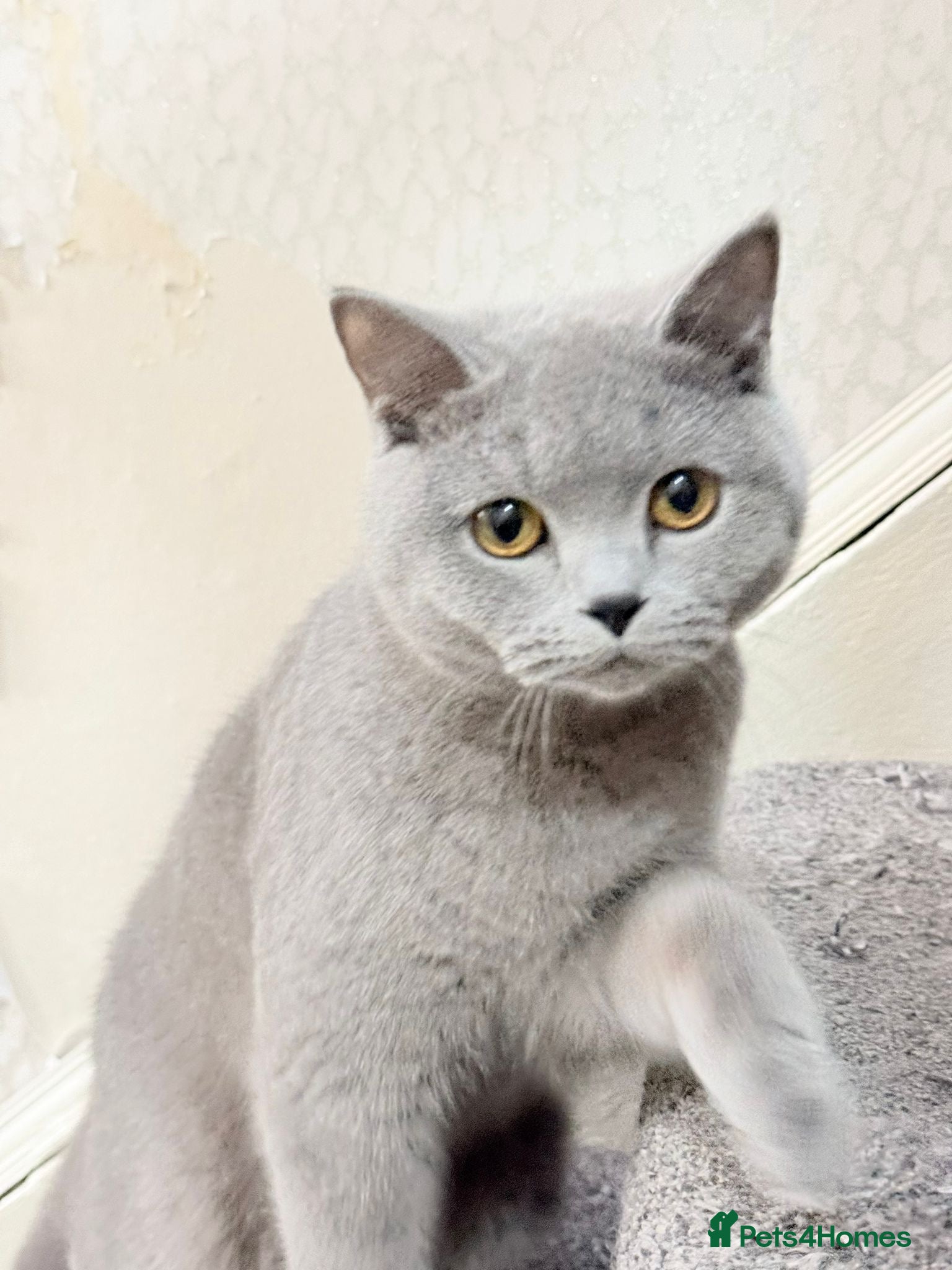 British Shorthair cats British shorthair Female  in Preston - Advert 1