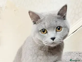 British Shorthair cats British shorthair Female in Preston - Advert 3