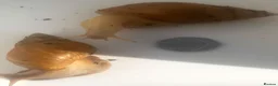 Snails invertebrates for sale: Gaint afican land snails albino and normal  - Advert 2
