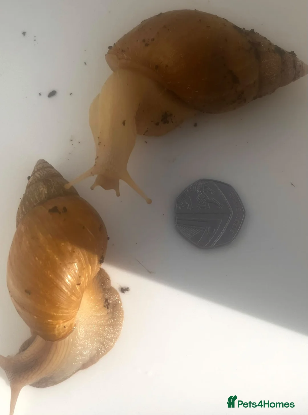 Snails invertebrates for sale: Gaint afican land snails albino and normal  - Advert 2