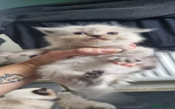 Ragdoll cats for sale: Ragdoll kittens - Image 4