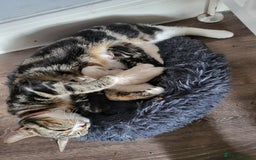 Mixed Breed cats for sale: Kittens for sale - Image 4