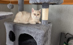 British Shorthair cats for sale: Little funny adorable girl  - Image 17