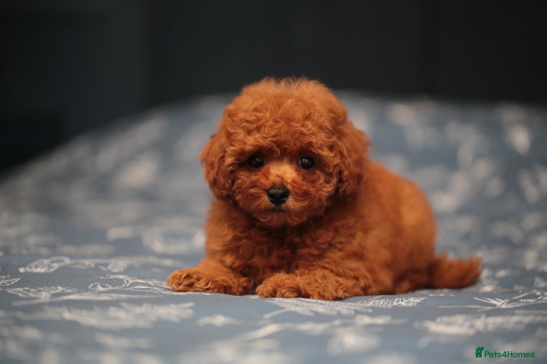 Toy Poodle dogs for sale: ASIAN TOY POODLE PUPPIES - Image 3