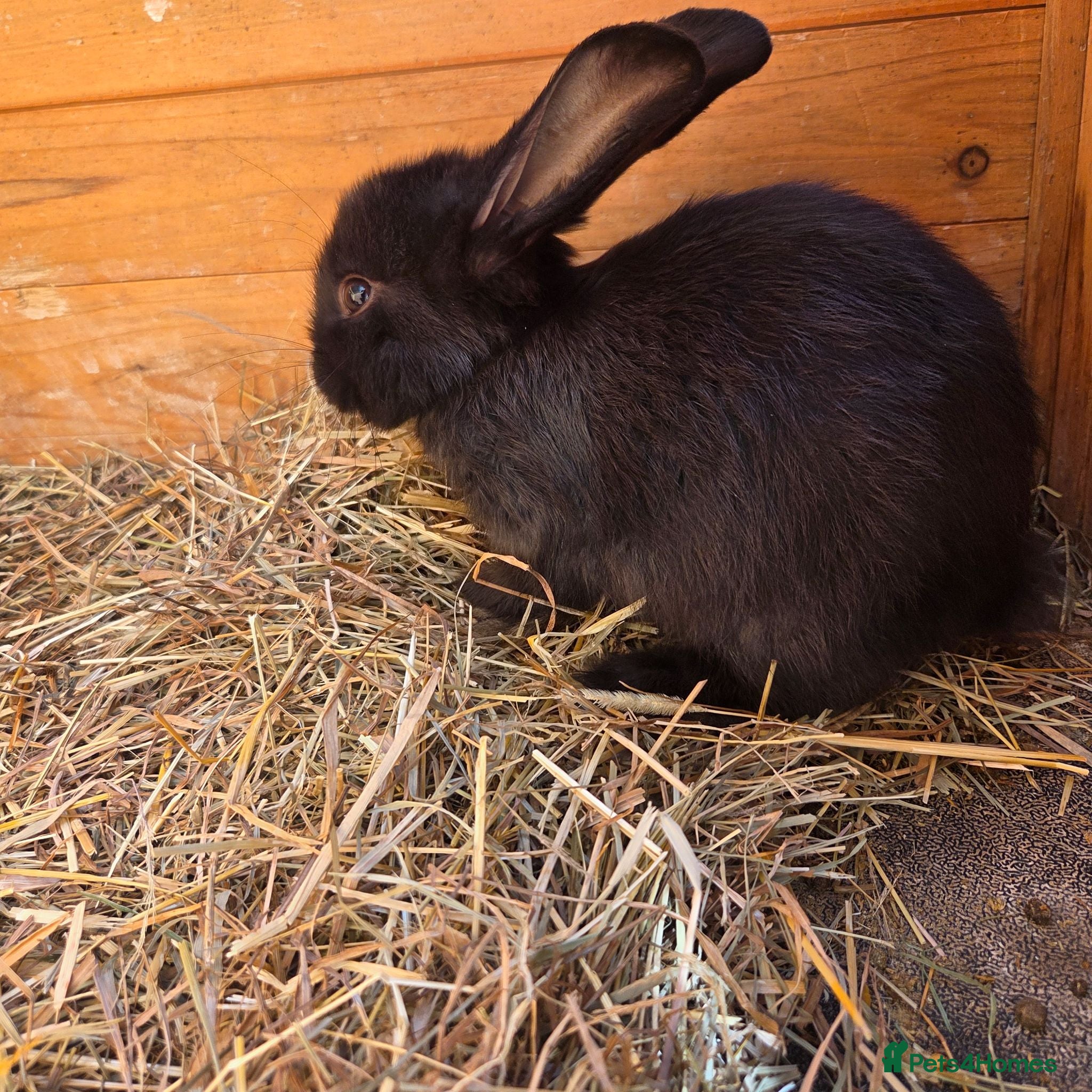 Mini Lion Lop rabbits Rehoming black bunnies - Advert 12
