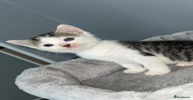 Mixed Breed cats - Advert 8