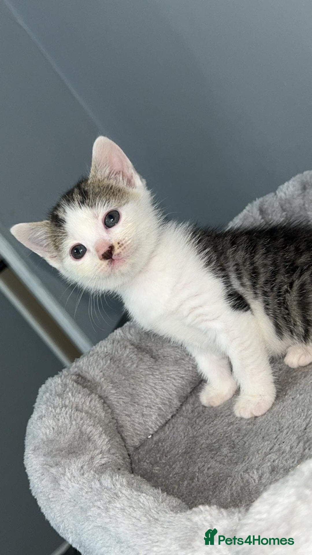 Mixed Breed cats for sale: BENGAL X TABBY KITTENS - Image 2