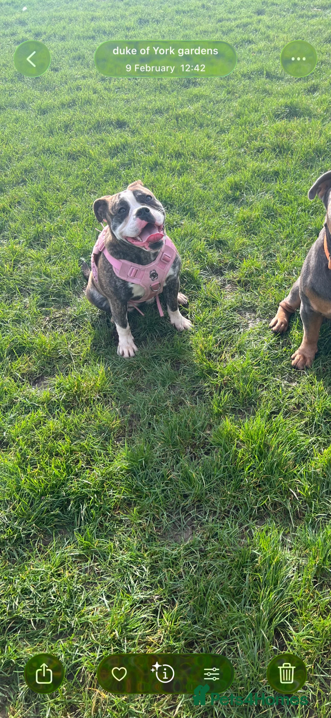 Dorset Olde Tyme Bulldogge dogs for sale: Dorset olde tyme bulldog  in Grimsby - Advert 5