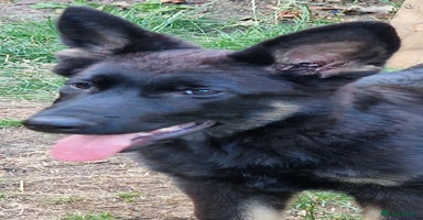 German Shepherd dogs - Advert 4