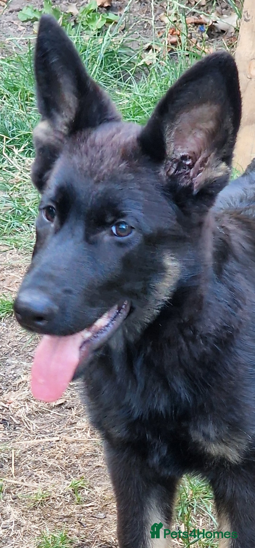 German Shepherd dogs for sale: German shepherd puppy - Image 3