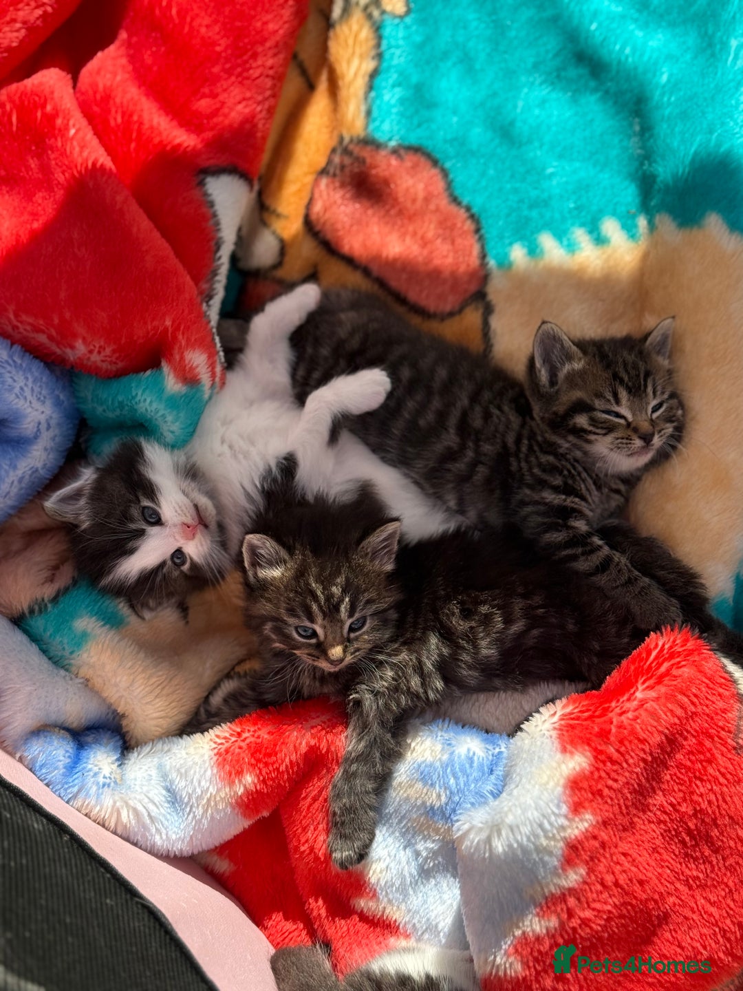 Mixed Breed cats for sale: Beautiful kittens for sale  - Image 9