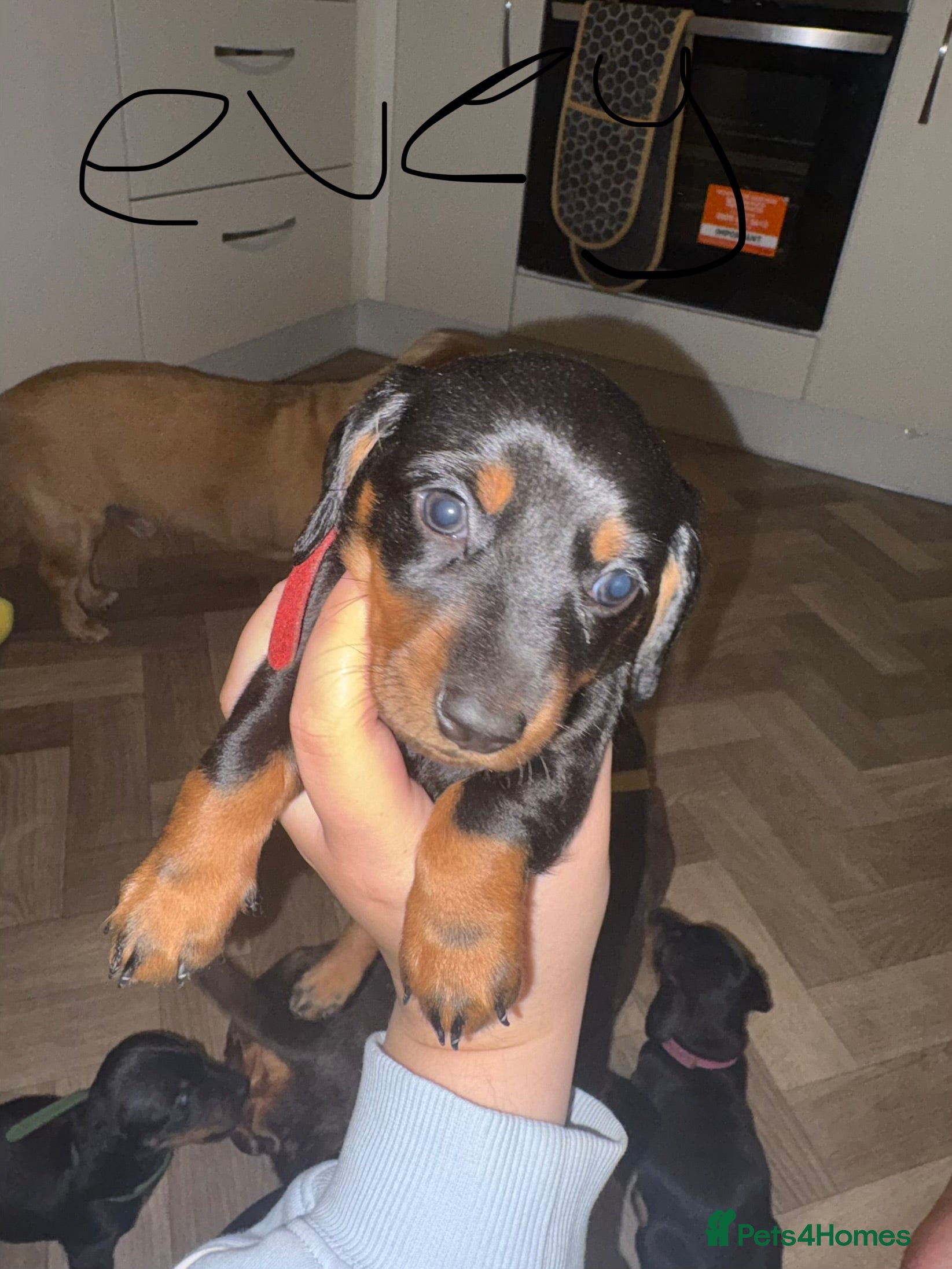Miniature Dachshund dogs Miniature Black and Tan dachshunds  - Advert 2
