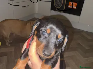 Miniature Dachshund dogs Miniature Black and Tan dachshunds - Advert 2