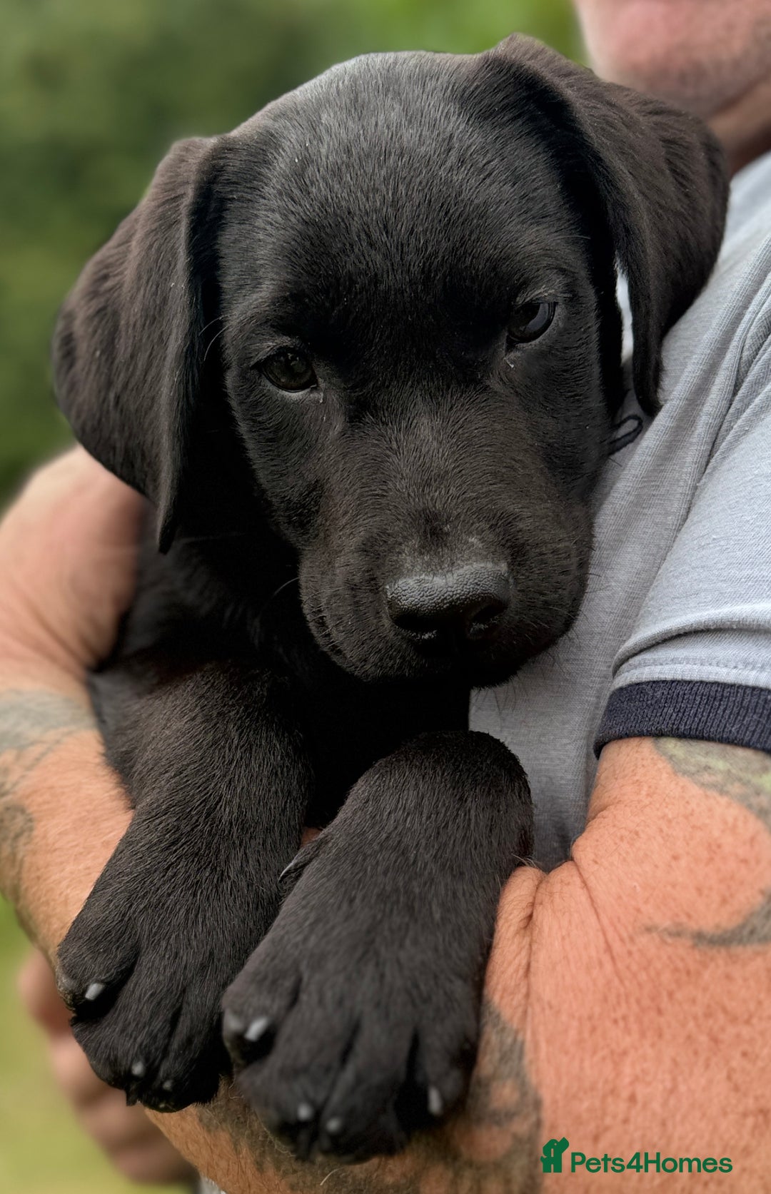 Labrador Retriever dogs for sale: Fully vaccinated -Gorgeous KC Reg Labrador Puppies - Image 8