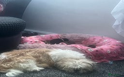 Mixed Breed dogs for sale: Schweenie pups - Image 2