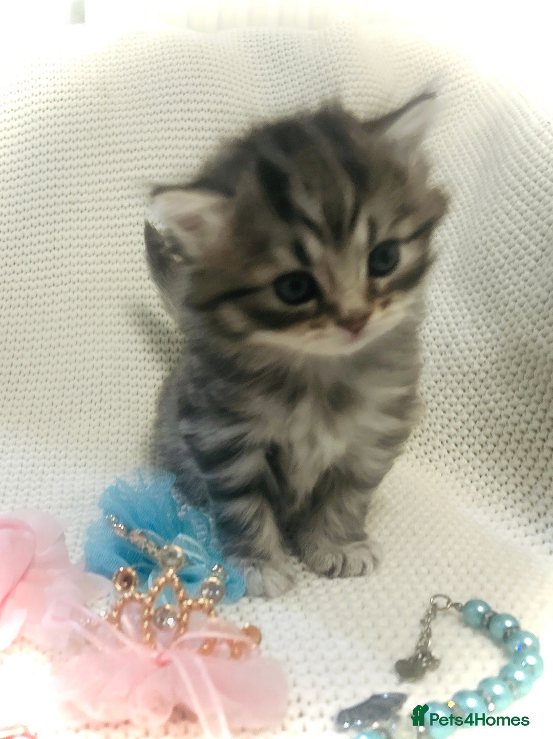 Persian cats for sale: Unique Persian cross kittens .  - Image 11