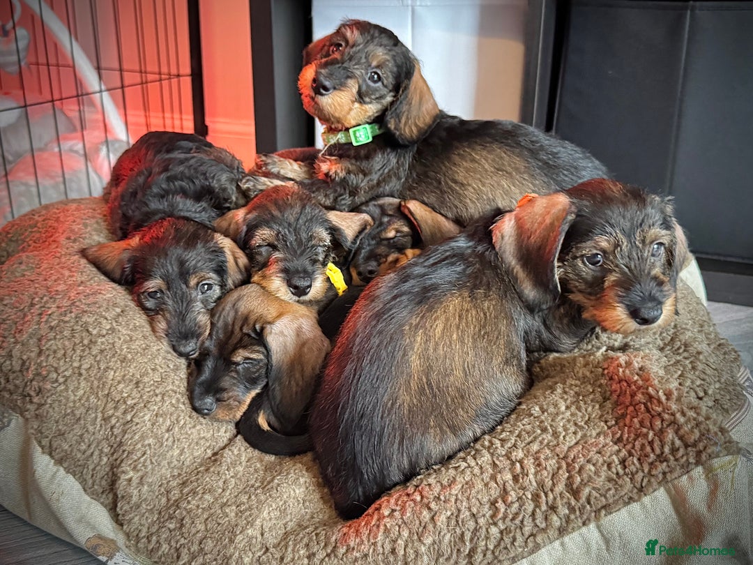 Miniature Dachshund dogs for sale: KC Reg Wire Haired Miniature Dachshund Puppies  - Advert 5