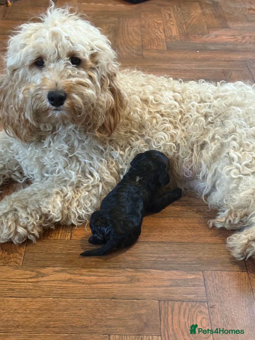 Mixed Breed dogs for sale: 8 beautiful cockapoo cross cavapoo pups - Image 2