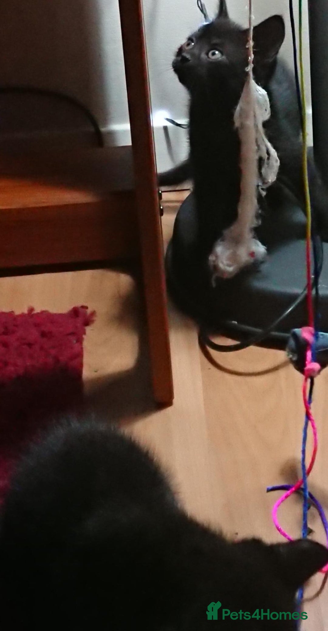 Mixed Breed cats for sale: Beautiful litter of 5 kittens 3 girls 2 boys - Advert 10