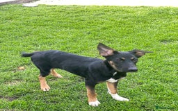 Mixed Breed dogs for adoption: 💙🐶 BAX 🐶💙 - Image 4