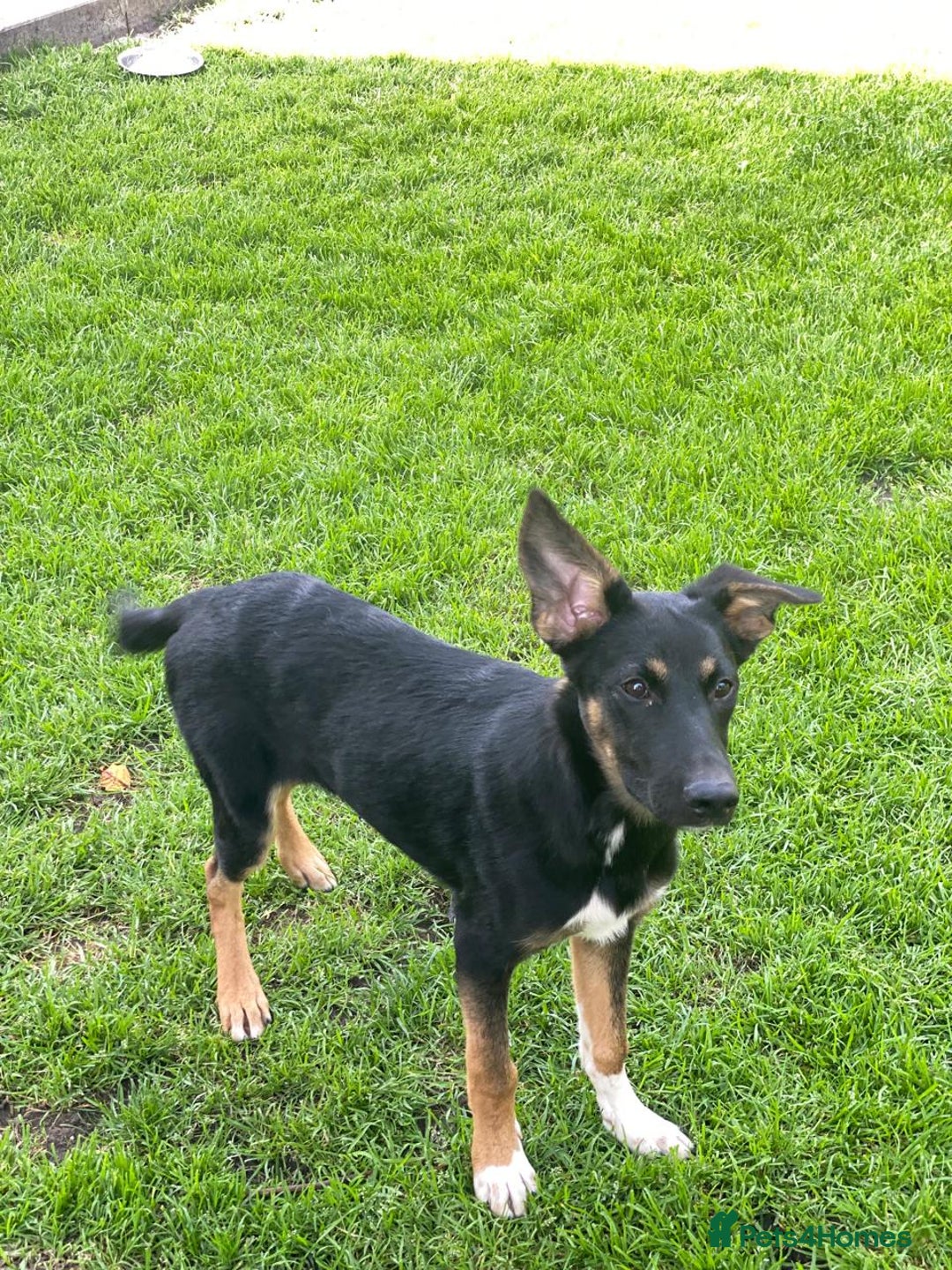 Mixed Breed dogs for adoption: 💙🐶 BAX 🐶💙 - Image 4