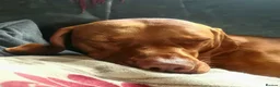 Hungarian Vizsla dogs for sale: Hungarian Vizsla - Advert 15