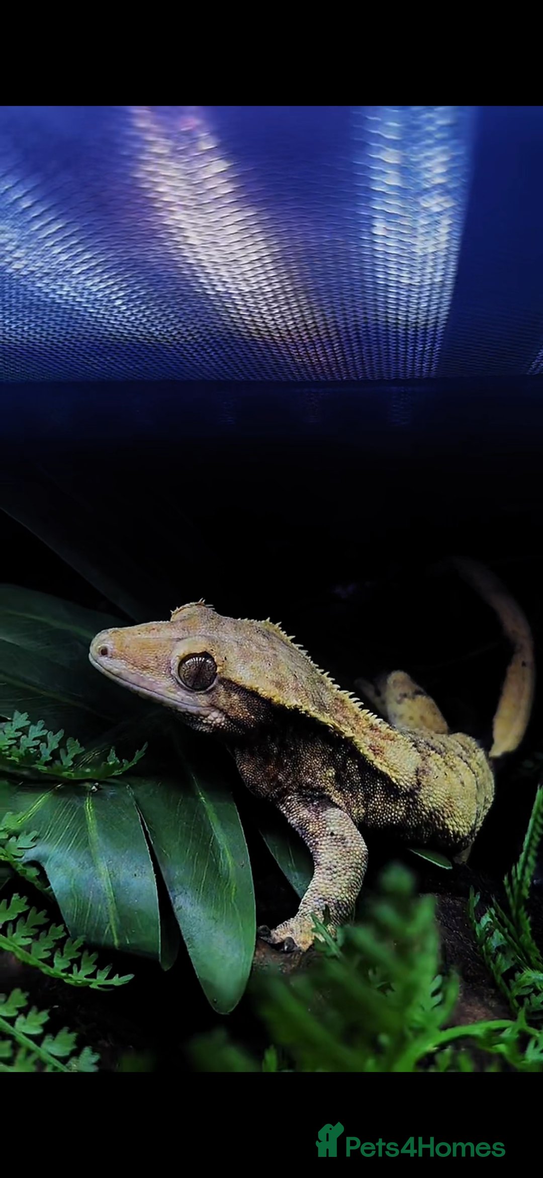 Gecko reptiles for sale: Proven breeding group of crested geckos  - Advert 8