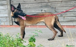 Belgian Shepherd Dog dogs for sale: Belgian Malinois / Dutch Herder  - Image 19