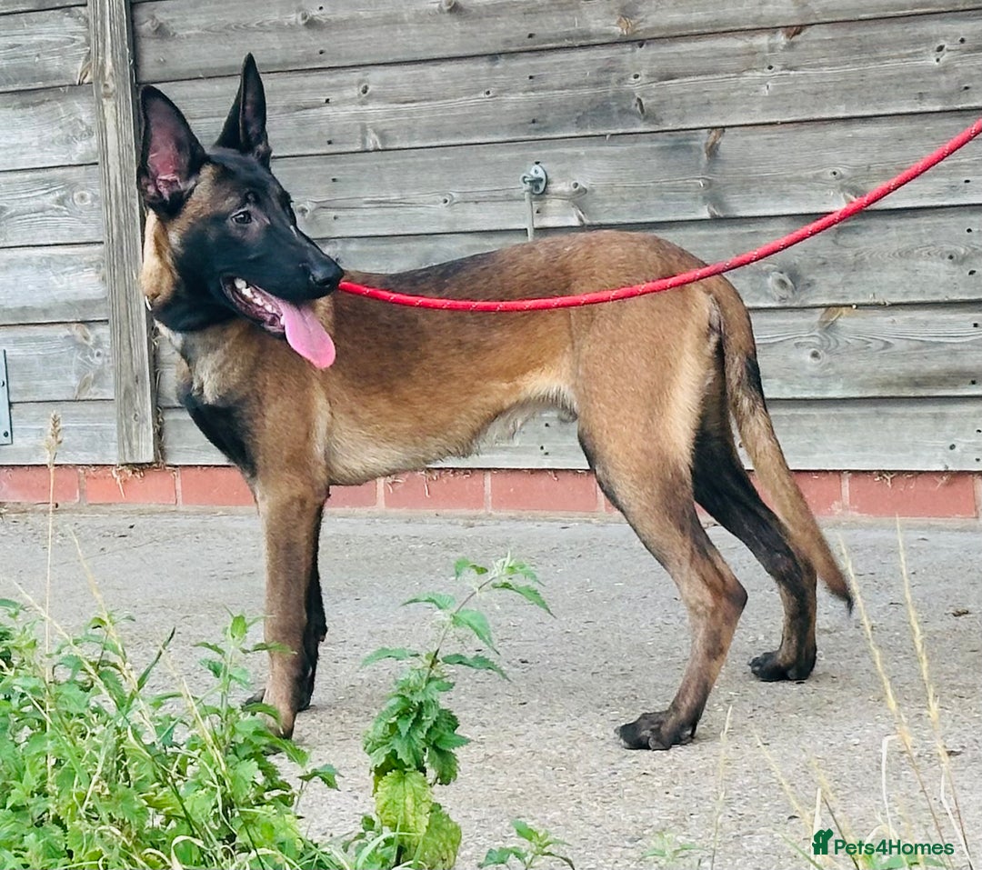 Belgian Shepherd Dog dogs for sale: Belgian Malinois / Dutch Herder  - Image 19
