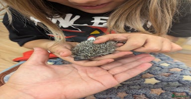 Pygmy Hedgehog rodents - Advert 11