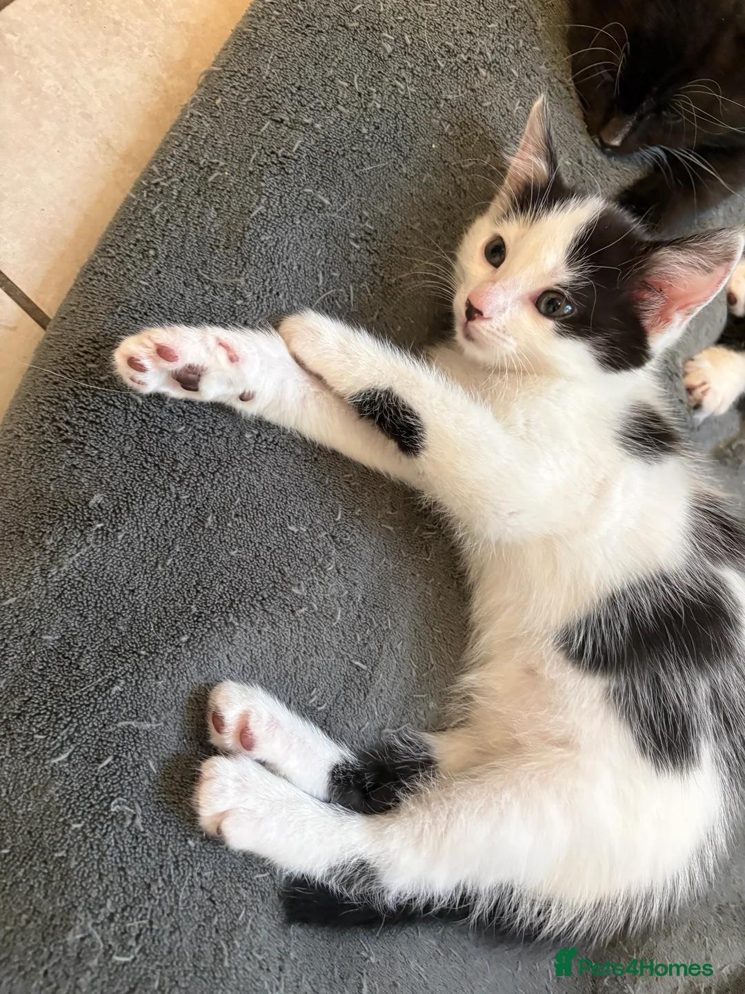 British Shorthair cats for sale: Harlequin British Shorthair  - Advert 2