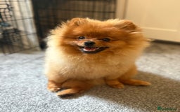 Pomeranian dogs for sale: 6 month old pomeranian  - Image 19